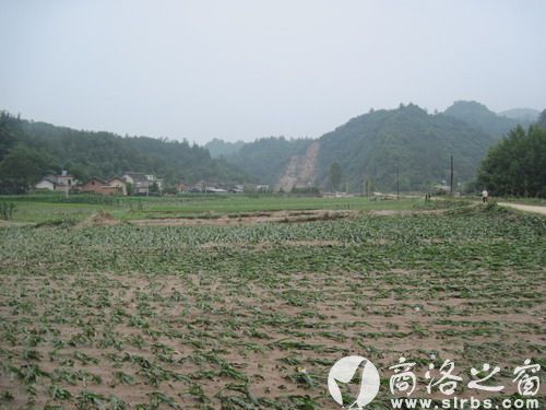 農(nóng)作物受災(zāi)920公頃，其中：絕收210公頃，水毀河堤72公里、耕地210公頃，灌渠24公里，自來水管線180公里。圖為趙