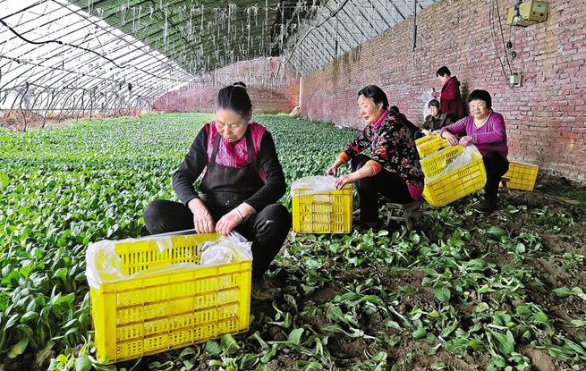 大棚蔬菜助農(nóng)增收