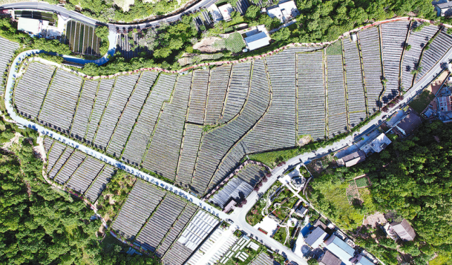 一朵木耳里的新質(zhì)生產(chǎn)力