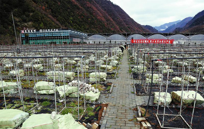 春風沐浴金米村