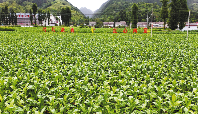 凝心聚力促發(fā)展 實干篤行顯擔當