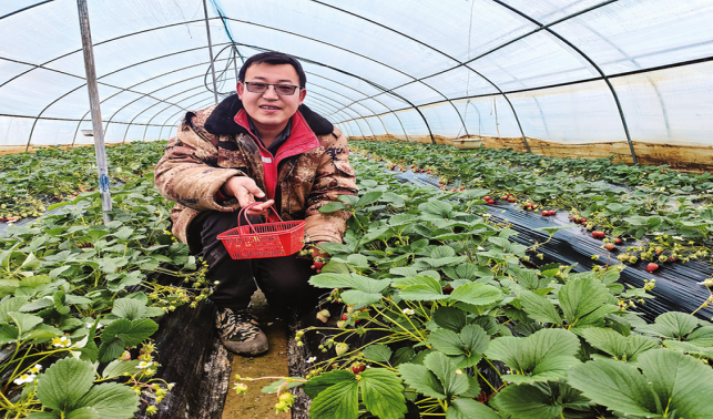 草莓紅了，日子甜了