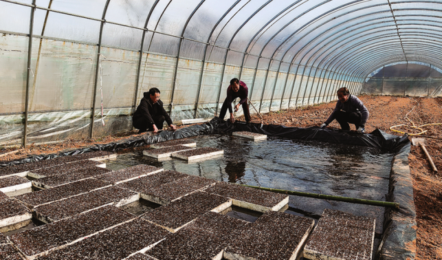 王澗村搶抓農(nóng)時(shí)開展辣椒育苗