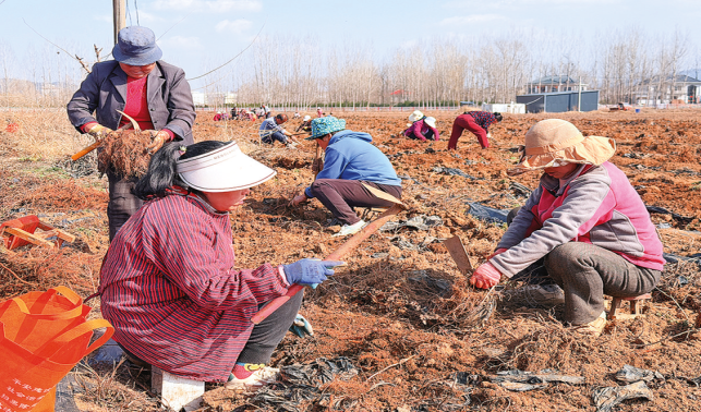 春光無限好 田壟采藥忙