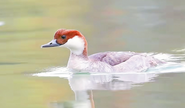 蓮湖公園飛來(lái)“熊貓鴨”