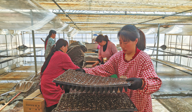 景村鎮(zhèn)烤煙育苗備春耕