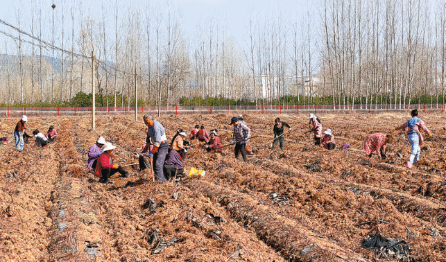 春耕備耕忙 沃野繪新圖