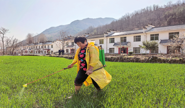 大坪鎮(zhèn)：春耕畫卷徐徐展開