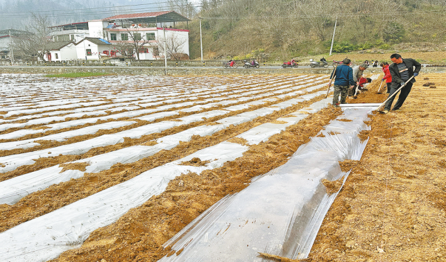 漆樹流“金” 富民強(qiáng)村