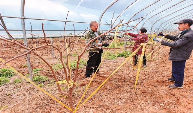 長(zhǎng)沙溝口村   春忙大棚間  村民把錢賺