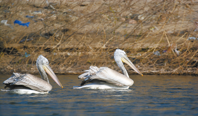 珍禽翩躚棲丹水 生態(tài)商洛展新顏