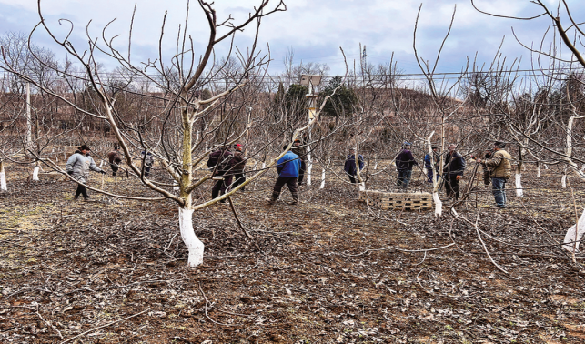 從百株引種到萬畝飄香