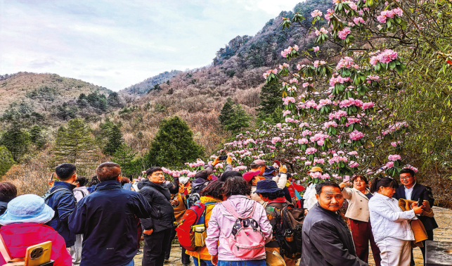 商洛 “花海顏值”轉(zhuǎn)化為文旅產(chǎn)值