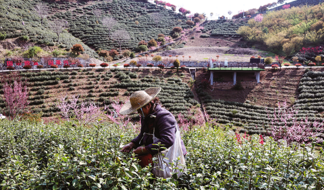 富水鎮(zhèn)  “一葉”成“一業(yè)” 春綠茶香飄