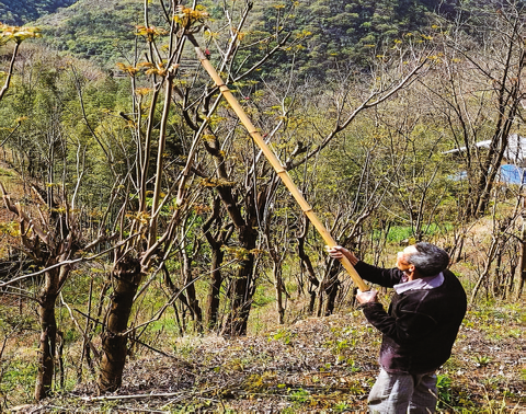 香椿長(zhǎng)成“搖錢樹(shù)”