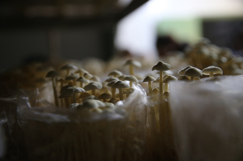 商州區(qū)田野現(xiàn)代農(nóng)業(yè)園區(qū)簡(jiǎn)介