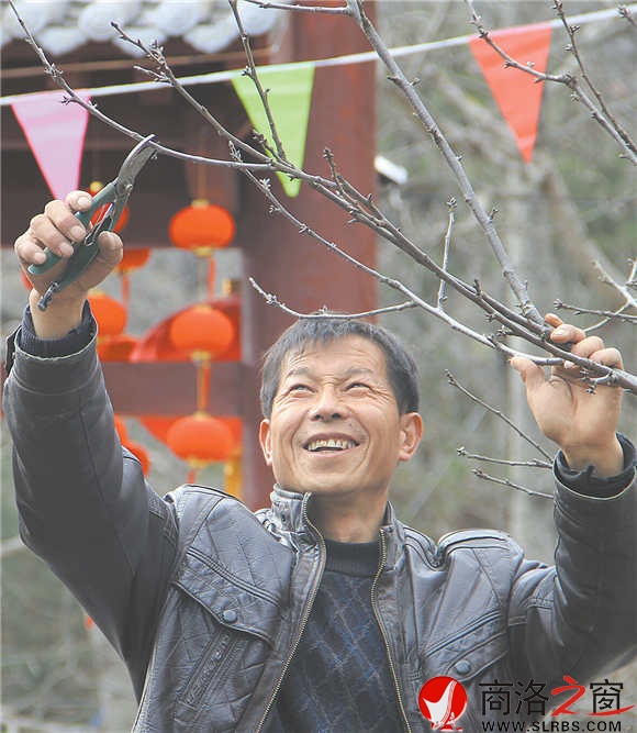 農(nóng)家樂經(jīng)營者周江寶正在修剪院中的櫻桃樹，計(jì)劃著將來讓來此吃飯的游客在自家院內(nèi)采摘。