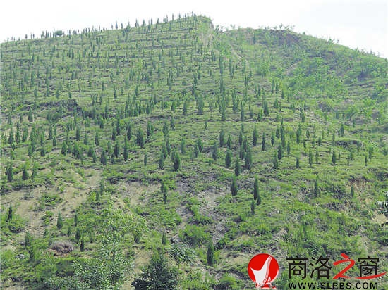 核桃高接換優(yōu)等新技術(shù)得到大面積推廣和普及，為產(chǎn)業(yè)提質(zhì)增效奠定了基礎(chǔ)。