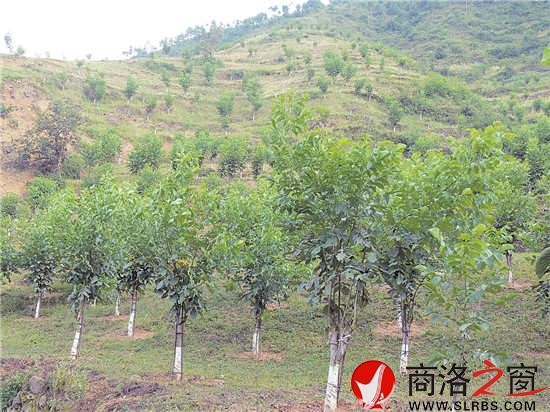 職工文體活動豐富多彩，單位的戰(zhàn)斗力、凝聚力全面增強(qiáng)。圖為開展的&ldquo;迎元旦&rdquo;市直林業(yè)系統(tǒng)健步走活動。