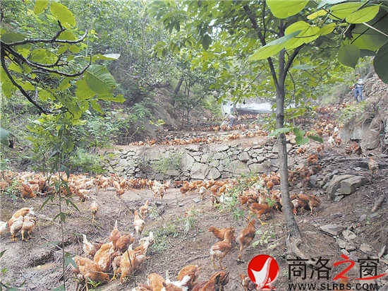 近年來，我市大力發(fā)展林下經(jīng)濟(jì)，充分挖掘林地潛力，帶動了農(nóng)民增收。