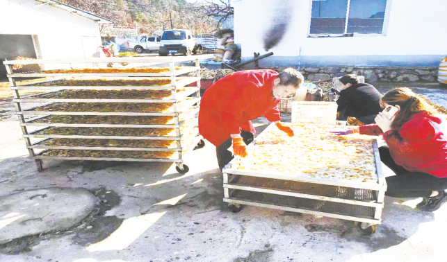 林下種天麻 托起致富夢(mèng)