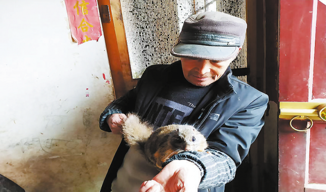 養(yǎng)殖飛鼠編織希望