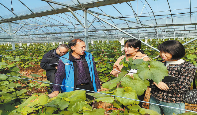 “土專家”鄉(xiāng)村顯身手