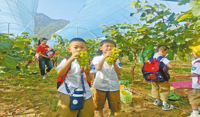 葡萄串起“甜蜜鏈”