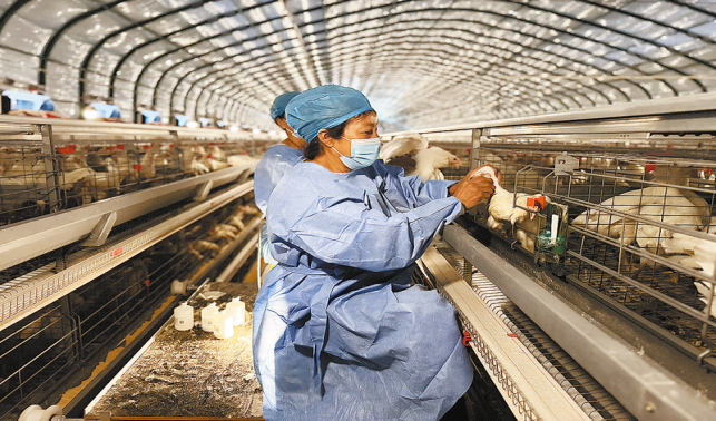 養(yǎng)殖蛋雞 促進(jìn)增收