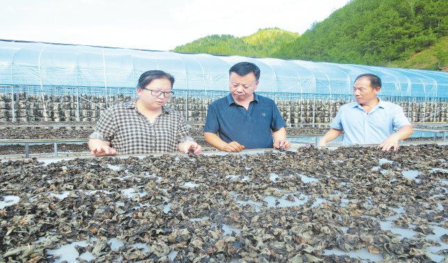 頭雁領飛帶民富