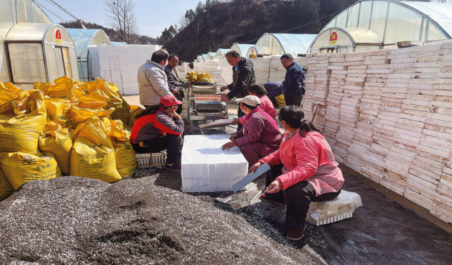 金鞍村搶抓農(nóng)時(shí)開展烤煙育苗