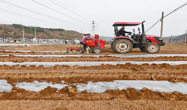 種植土豆忙 機械助力快