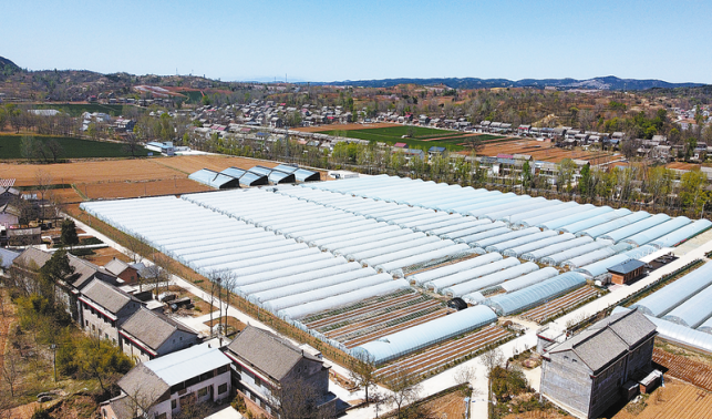 種好“放心菜”守護(hù)群眾舌尖安全