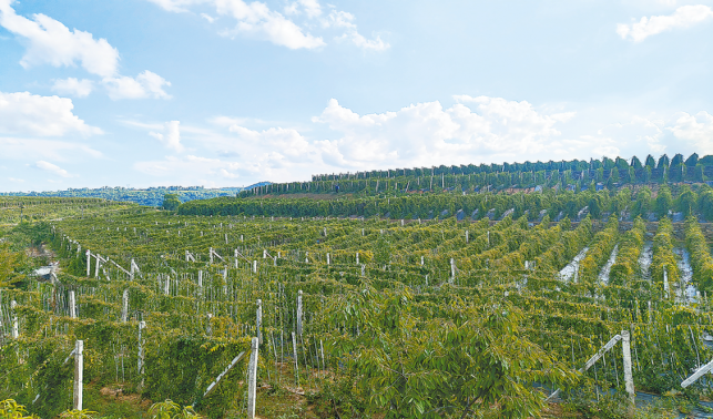小小五味子 映紅致富路