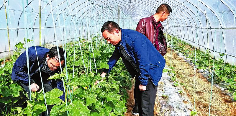 實(shí)干墾出致富路 善為綻放幸?；?>
        <div   id=