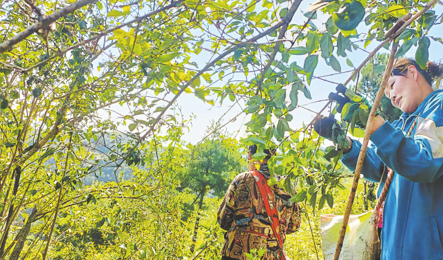 寬坪村小連翹 大產業(yè)