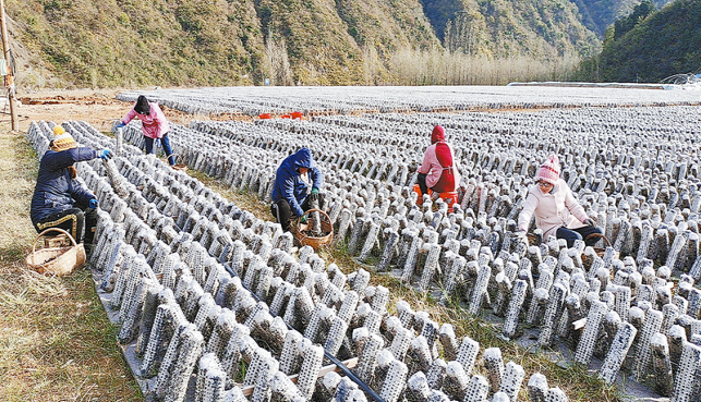 湘河鎮(zhèn) 推動產業(yè)多元化 走出富民“興旺路”