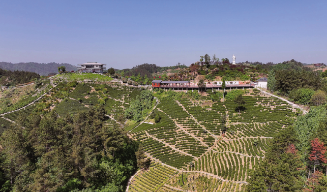 一口好茶，藏著這些氣象密碼