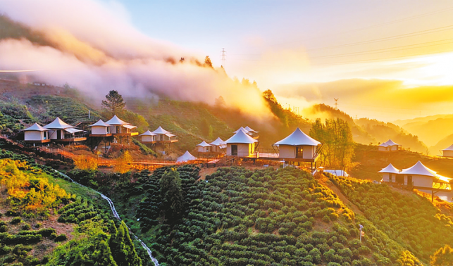 碾盤(pán)村茶旅融合出新彩