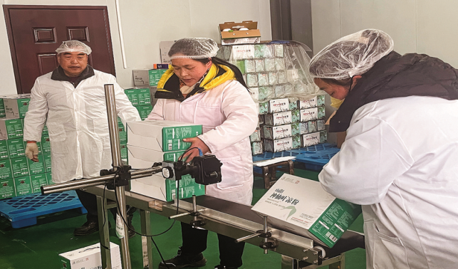 “把小小神仙葉做成大產(chǎn)業(yè)”