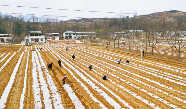 高壩店鎮(zhèn)：春種正當(dāng)時(shí) 產(chǎn)業(yè)促振興