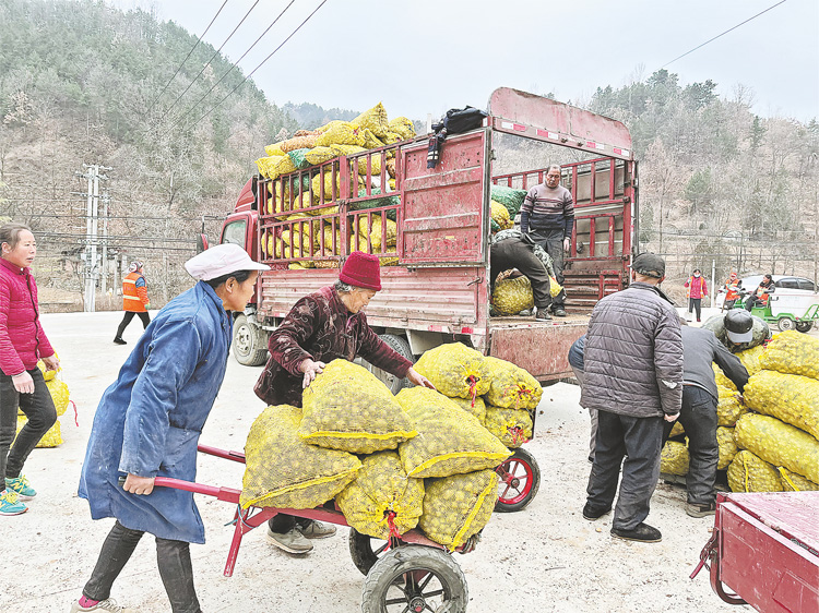 做大做強菊芋產(chǎn)業(yè) 拓寬群眾增收渠道