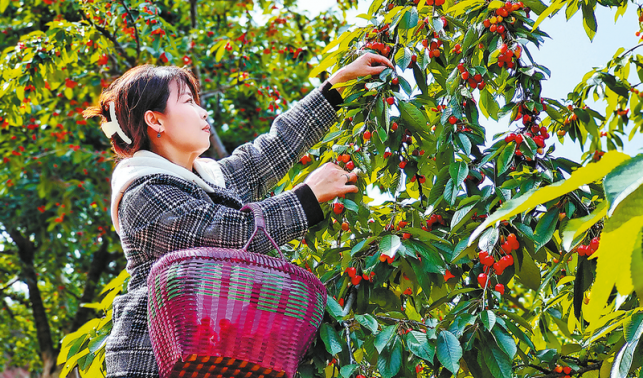 紅紅的櫻桃，紅紅的日子