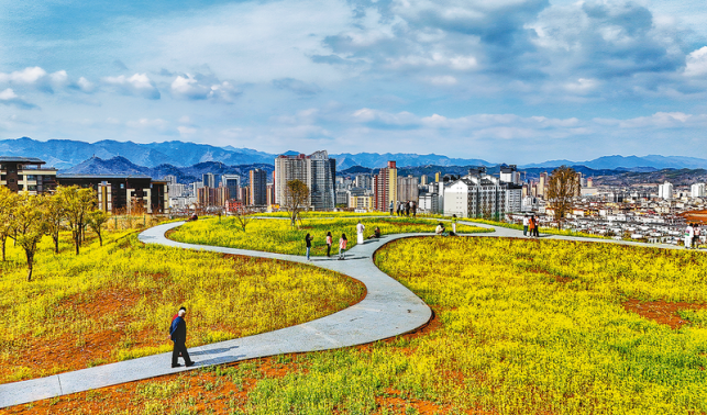 商州北環(huán)路中段文康園油菜花盛開(kāi)