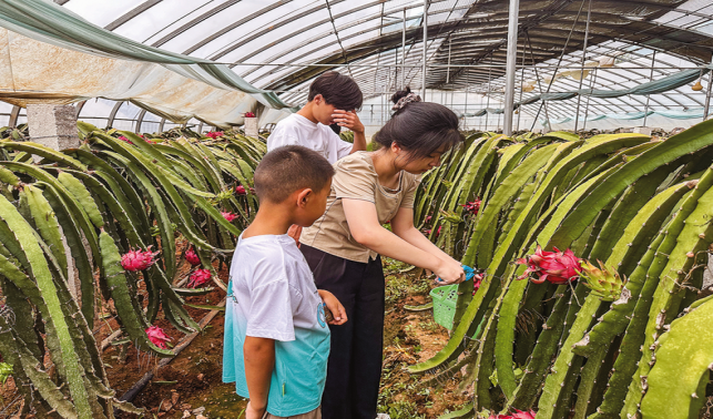 蘆河澗村 火龍果“沉浸式”采摘受歡迎