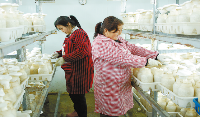 夜村鎮(zhèn) 特色產(chǎn)業(yè)穩(wěn)支柱