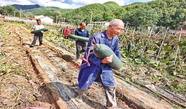 畝產(chǎn)突破1萬公斤 牧護關冬瓜豐收了