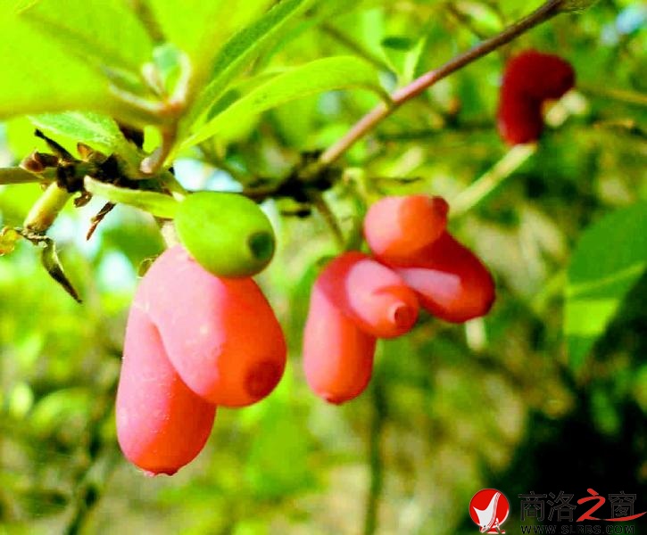 早春第一果&mdash;&mdash;羊奶果