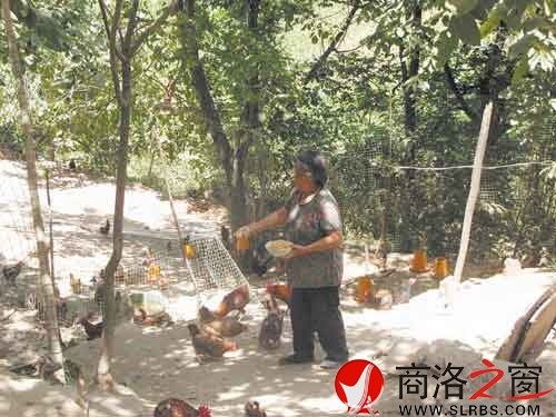 在新一輪扶貧開發(fā)中，我市不少農(nóng)戶都將林下養(yǎng)殖作為發(fā)展項目。