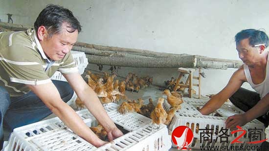 鴻偉公司向八龍村捐贈(zèng)了5000只價(jià)值6萬元的雞苗，村民江文春正在接收雞苗。